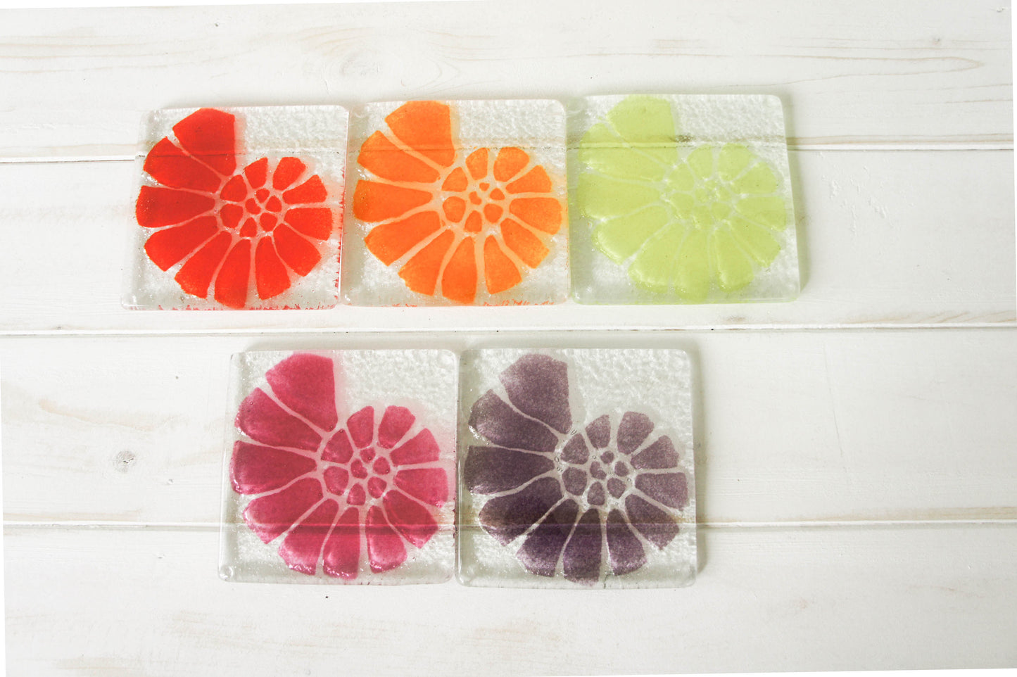 6 Ammonite Coasters - Choose your colours