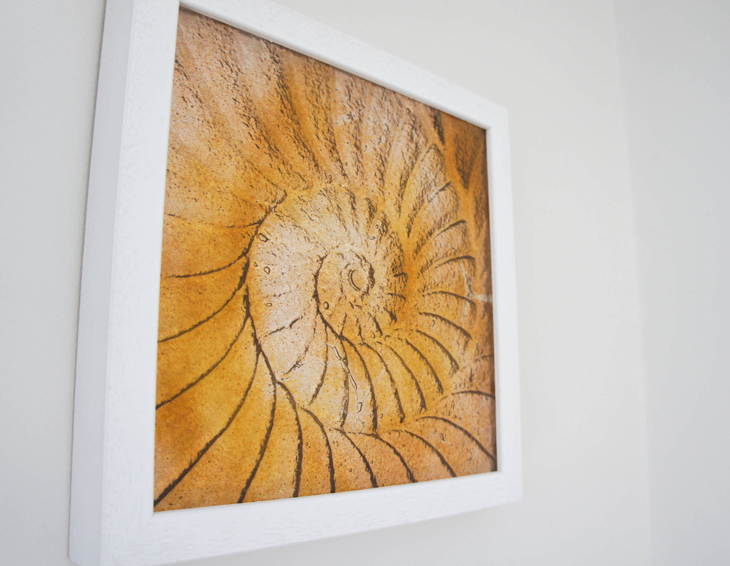 Ammonite Frame - Small Square - Amber - 25x25cm(10)